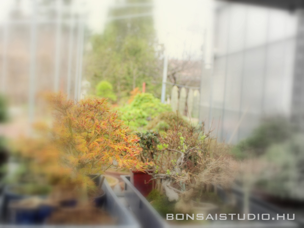 bonsai, bonsaj, marczika bonsai studio, bonsai vasarlas, budapest, erd, hungary bonsaiok tavaszi atultetese es kiteleltetese bonsai tavasz bonsaj budapest varoshoz kozel